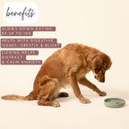 Aesthetic Slow Feeder Dog Bowl | Minimalist Anti-Bloat Bowl for Dogs & Cats | 3 Colours
