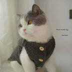 Cat wearing a handmade outfit with buttons, sitting indoors.