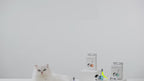 Interactive RC Cat Toy Car — Feather Tail, Smart Auto Mode & Obstacle Avoidance